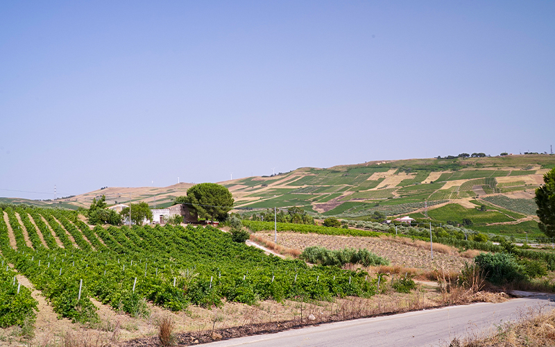 Cantina Santa Ninfa