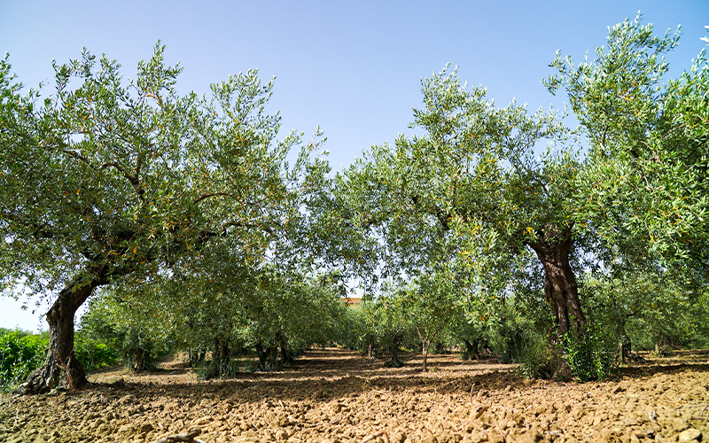 Cantina Santa Ninfa