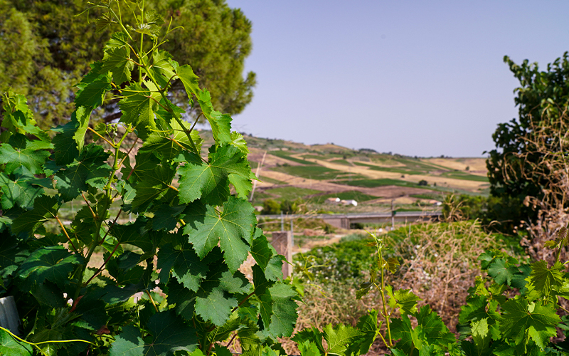 Cantina Santa Ninfa