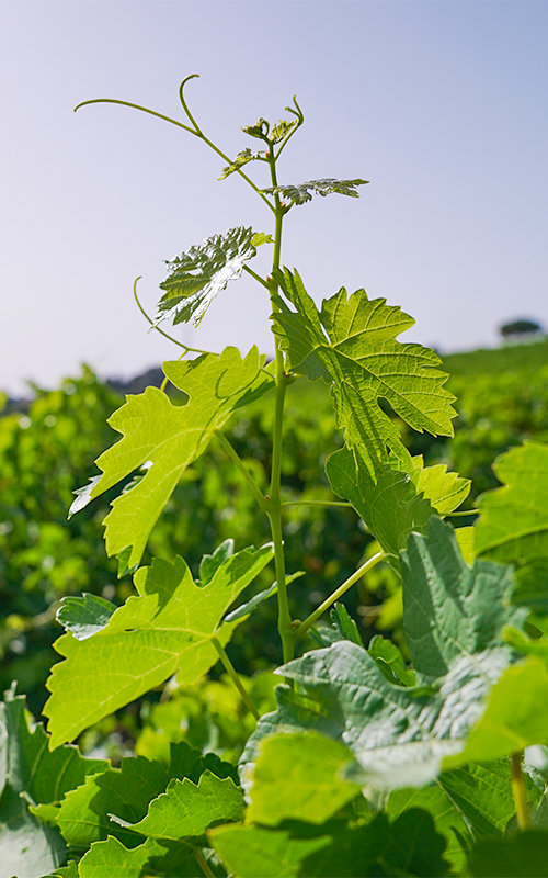 Cantina Santa Ninfa